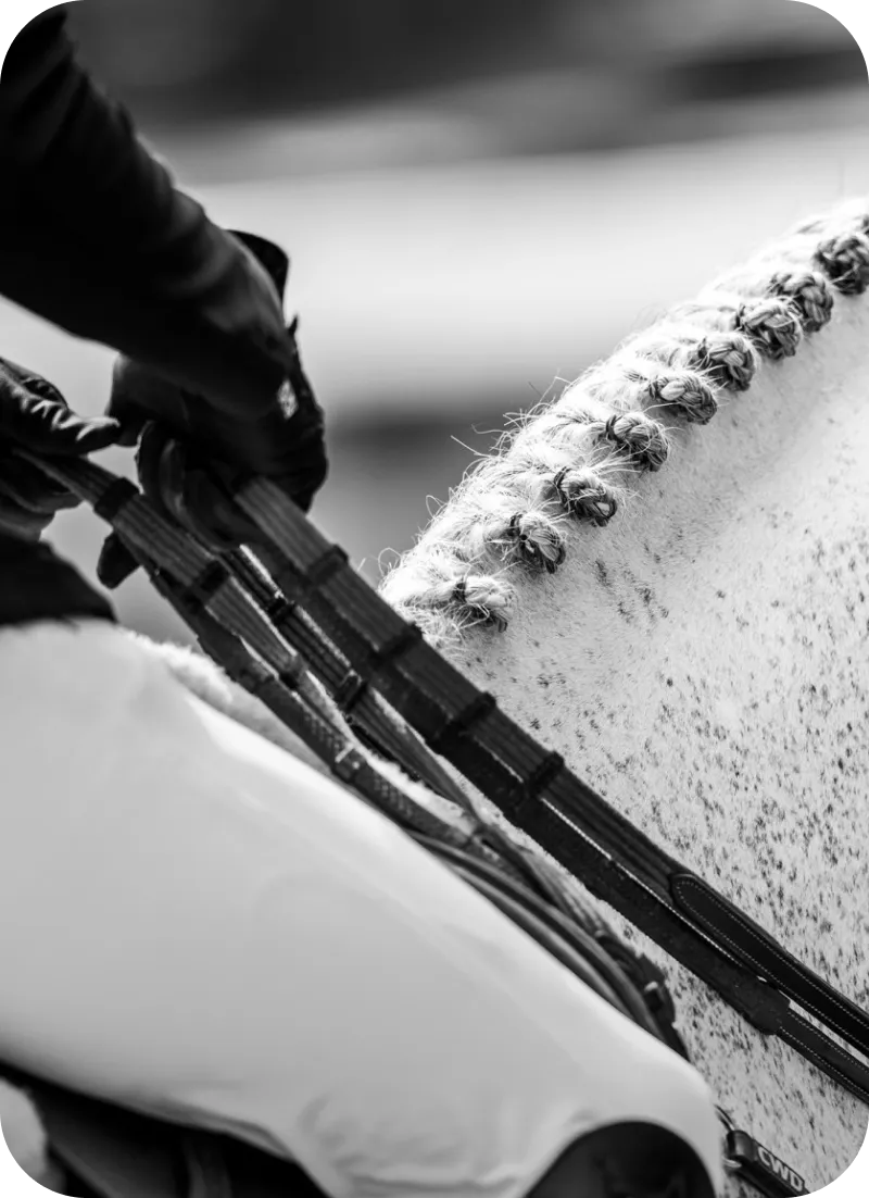 Hand holds horse reins